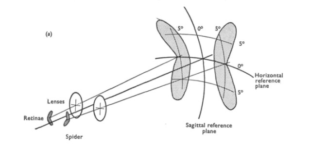 Hyppyhämäkin verkkokalvo
