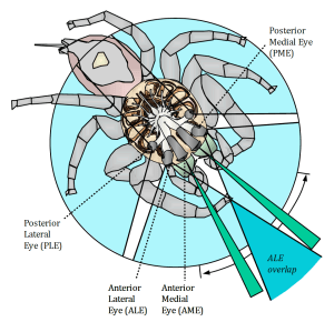 "Jumping spider vision David Hill" by David Edwin Hill - Peckhamia 83.1, 28 October 2010, p. 14.. Licensed under Creative Commons Attribution 3.0 via Wikimedia Commons - http://commons.wikimedia.org/wiki/File:Jumping_spider_vision_David_Hill.png#mediaviewer/File:Jumping_spider_vision_David_Hill.png