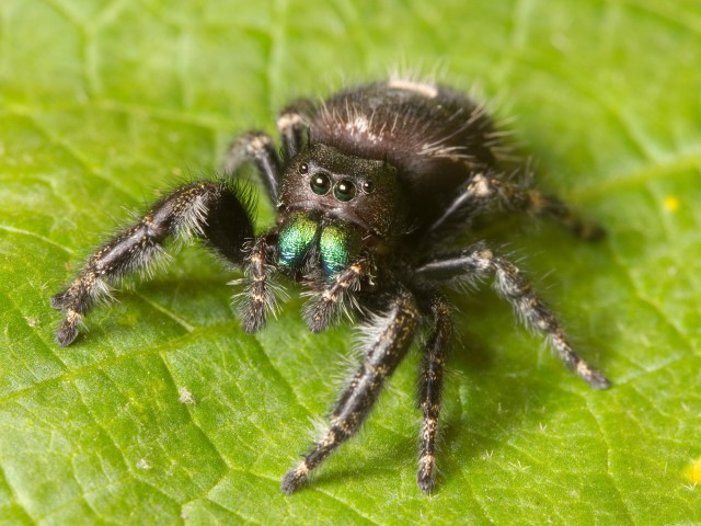 Kaldari_Phidippus_audax_01