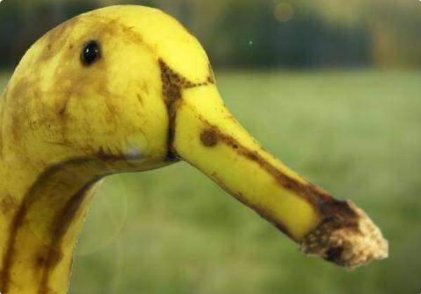 duck